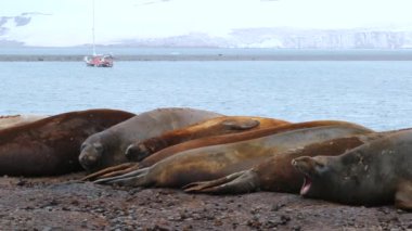 Mühürler sahilde Körfezi Antarktika'yalan. Andreev.
