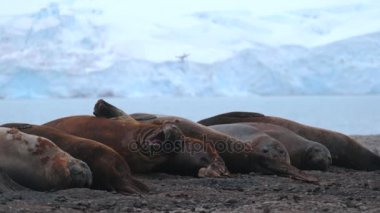 Mühürler birbirine yakın buzdağı arka planı bekletin. Andreev.