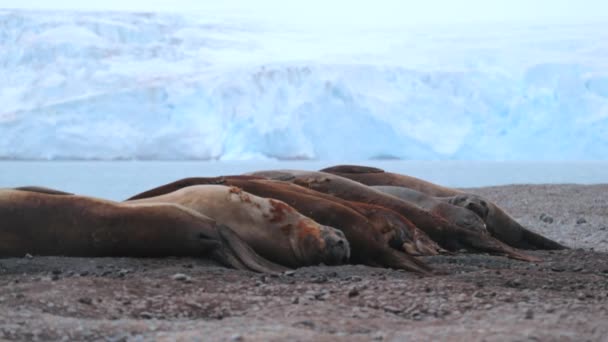 Sälarna ligga på stranden i bakgrunden av glaciären. Andreev. — Stockvideo