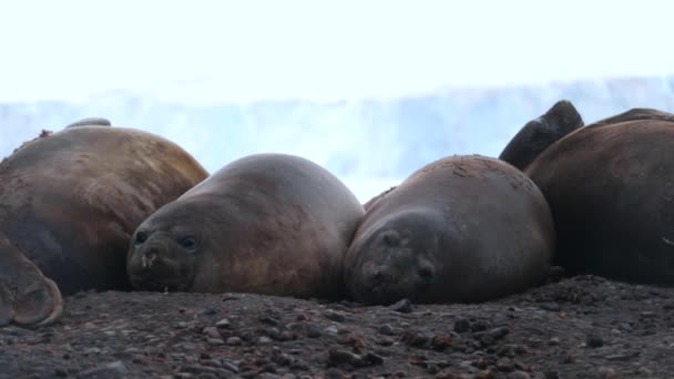Una bandada de focas yace sobre guijarros y descansa. Andreev. . — Vídeo de stock