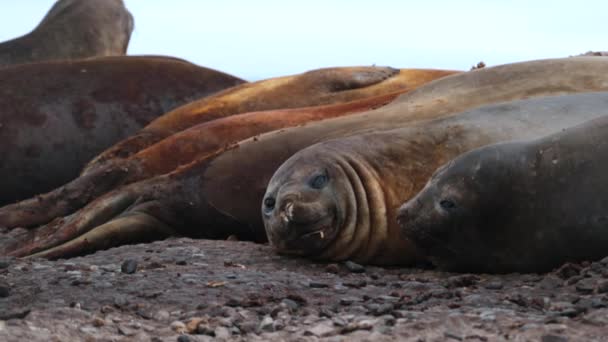 Seal yawns lying on the beach with a pack. Andreev. — Stock Video