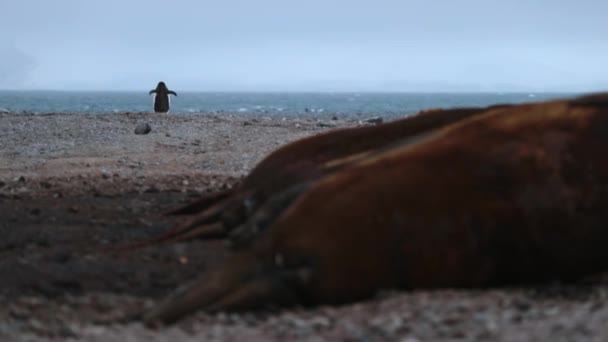 De pinguïn loopt naar de Oceaan langs het strand. Andrejev. — Stockvideo