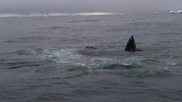 A flock of whales emerge with open mouths. — Stock Video