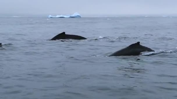 Le balene nuotano rapidamente nell'oceano con le onde . — Video Stock