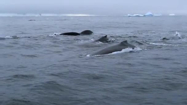 Les baleines nagent dans l'océan avec un troupeau . — Video