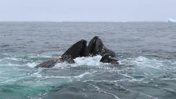 Cabezas de ballenas emergen de las aguas del océano . — Vídeo de stock