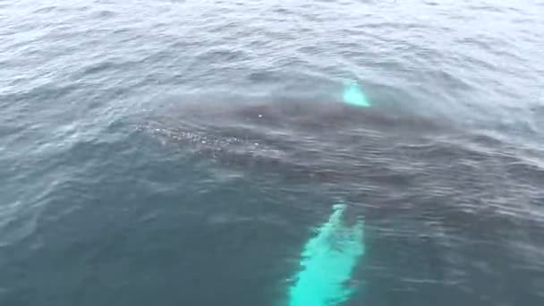 A large whale slowly emerges from the water. — Stock Video