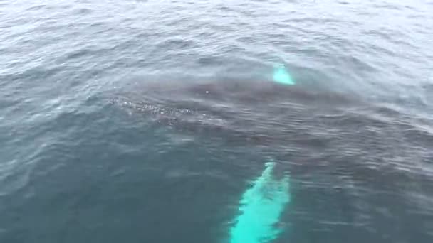 Una gran ballena emerge lentamente del agua . — Vídeos de Stock