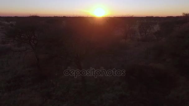 Il drone si erge sopra la savana . — Video Stock