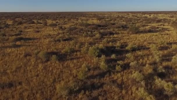 Il territorio della savana in Namibia al tramonto . — Video Stock