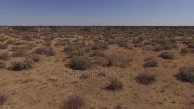 Çalılar ve ağaçlar Savannah bir görünüm.