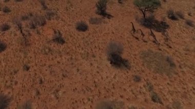 Beş zürafalar savannah çalıştırmak.