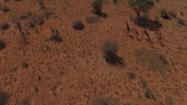 Vijf giraffen lopen over de savanne. — Stockvideo