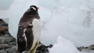 Penguen çakıl üzerinde duruyor.