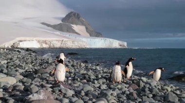 Penguenler çakıl suya yakın durmak ve etrafına baktı.