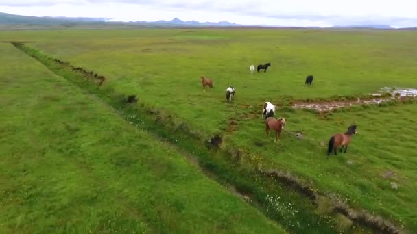 Panorama de pasto com cavalos na Islândia . — Vídeo de Stock