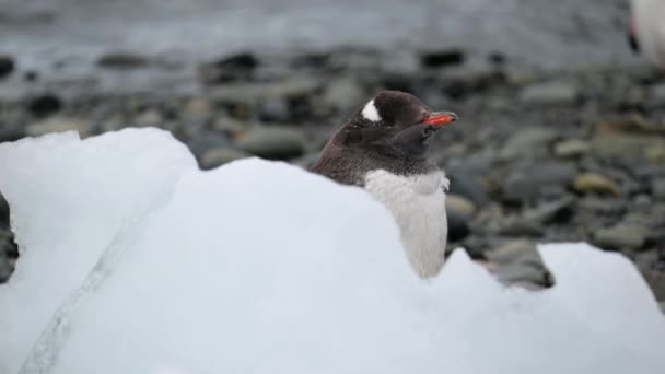 Snuit van de pinguïn close-up tegen de oever. — Stockvideo