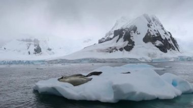 Mühürler bir sürü kayan bir buzul yüzeyinde yer alır. Andreev.