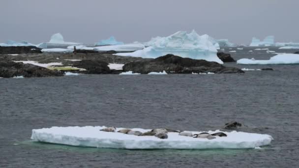 Ένα κοπάδι φώκιες βρίσκονται σε έναν παγετώνα στη μέση του νερού. Andreev. — Αρχείο Βίντεο