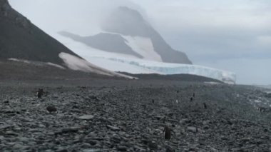 Penguenler çok sayıda çakıl Antarktika kıyısında yürüyün. Andreev.