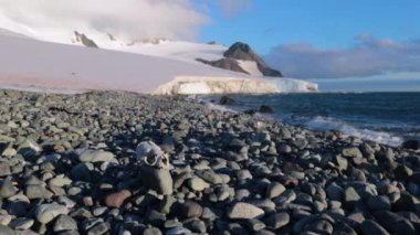 Kafatası bir kayanın içinde belgili tanımlık geçmiş buzulun üzerinde yatıyor. Andreev.