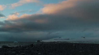 Birçok penguenler taşlar sahil boyunca yürüyerek. Andreev.