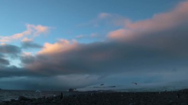 Alacakaranlık okyanus kıyısında penguenler gelir. Andreev.