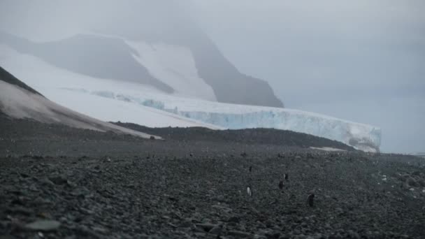 Um bando de pinguins snowfall caminhar ao longo da costa perto da água. Andreev . — Vídeo de Stock