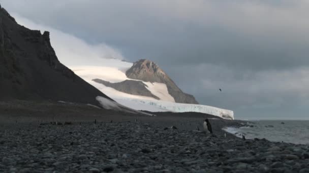 Pingviner stå på Antarktis kust. Andreev. — Stockvideo