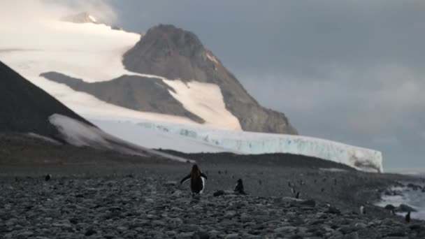 O pinguim caminha sobre seixos na costa antártica. Andreev . — Vídeo de Stock