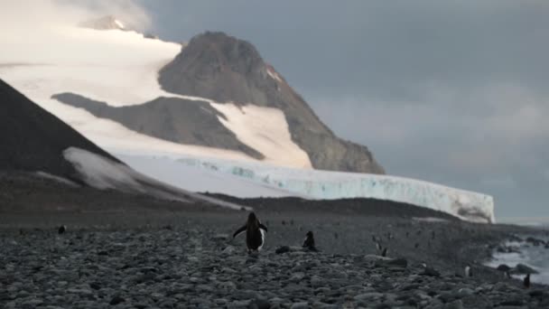 Pingvinek sétálni a kavics, a déli part mentén. Andrejev. — Stock videók