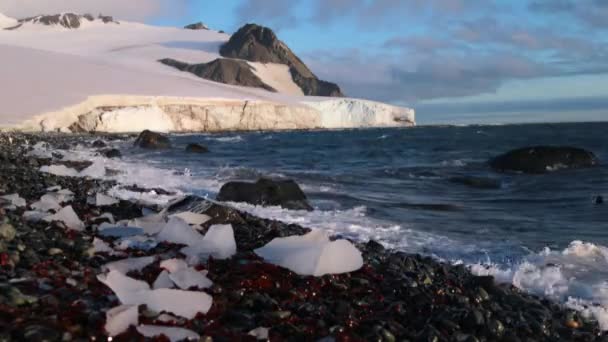 Isbitar ligga på stranden med stenar och bäckar. Andreev. — Stockvideo