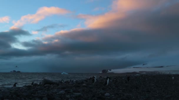 Pinguine vor dem Hintergrund des Ozeans und der schneebedeckten Berge in der Dämmerung. andreev. — Stockvideo