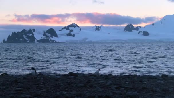 Pinguine stehen in der Dämmerung auf Steinen. andreev. — Stockvideo