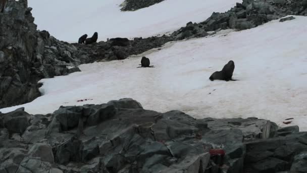 Тюлени ползают по склону горы, покрытому снегом. Андреев . — стоковое видео