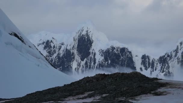 企鹅站在一座小山的石头上。安德列耶夫. — 图库视频影像