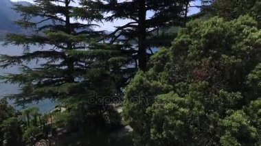 İtalya sahildeki yüksek Ladin ve çam ağaçları büyümek.