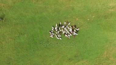 Keçi sürüsü çimenlerin üzerinde hava atış.