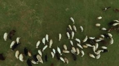 Koyun sürüsü otlatmak bir çayır.