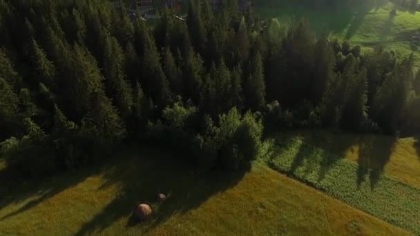 Bosque de abeto crece cerca del campo . — Vídeo de stock
