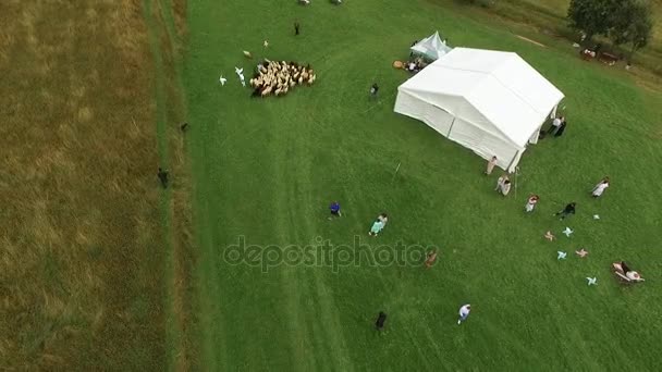 En besättning av får avgår från ett vitt tält i bergen. — Stockvideo