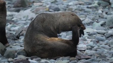 Mühür, namlu çizikler. Andreev.