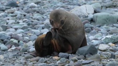 Mühür taşları üzerine oturur ve namlu ile bir yüzgeç çizikler. Andreev.
