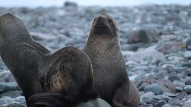 Se juegan dos focas en la playa. Andreev. . — Vídeo de stock