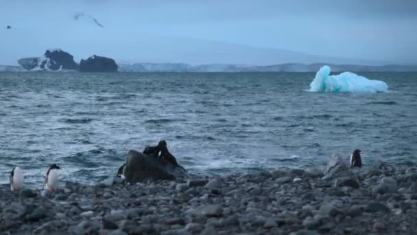 Zeehonden worden gespeeld op een grote rots in het midden van het water. Andrejev. — Stockvideo