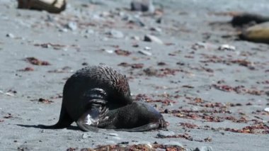 Mühür kürk sahilde temizler. Andreev.