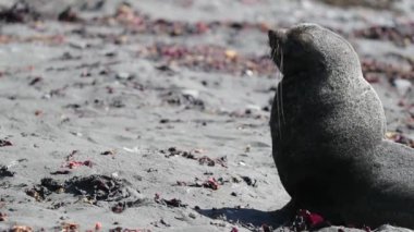 Bir hayvan güneşli havalarda sahilde oturuyor. Andreev.
