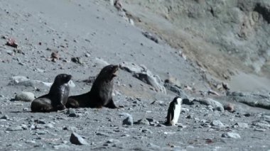 İki contalar ve bir penguen plaj boyunca hareket ediyor. Andreev.