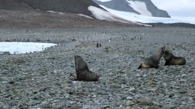 Üç kürk fokları sahilde küçük taşlar üzerine getirin. Andreev.