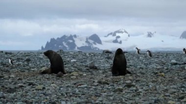 Mühür için iki mühürler sahilde tarar. Andreev.